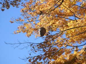 Wasp nest in a maple near the North Bridge