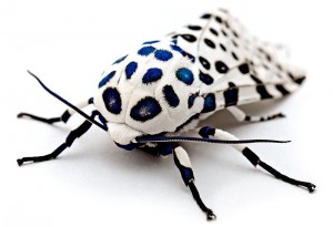 Leopard Moth - Kevin Collins