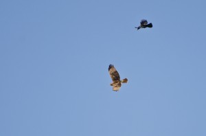 Air Dance - Hawk and Crow