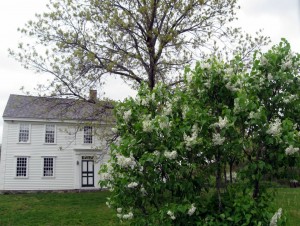 Lilacs at Thoreau Farm