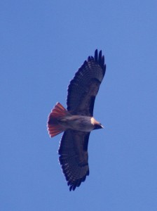 Red-tail: Unharried on High. photo by Brocken