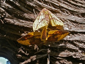 Imperial Moths Mating Photo by Ashton Nichols