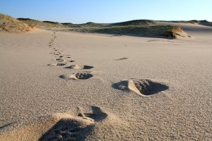 Cape Sand-walking