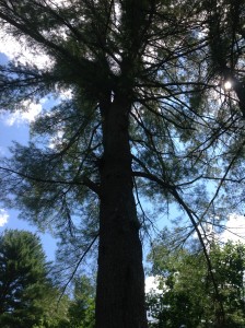 Pine Presence - this one with 2 leaders stayed.