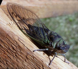 Cicada photo by Bruce Marlin