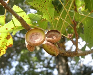 acorns2