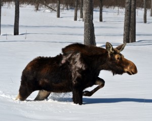 A moose, not the moose, in usual motion.