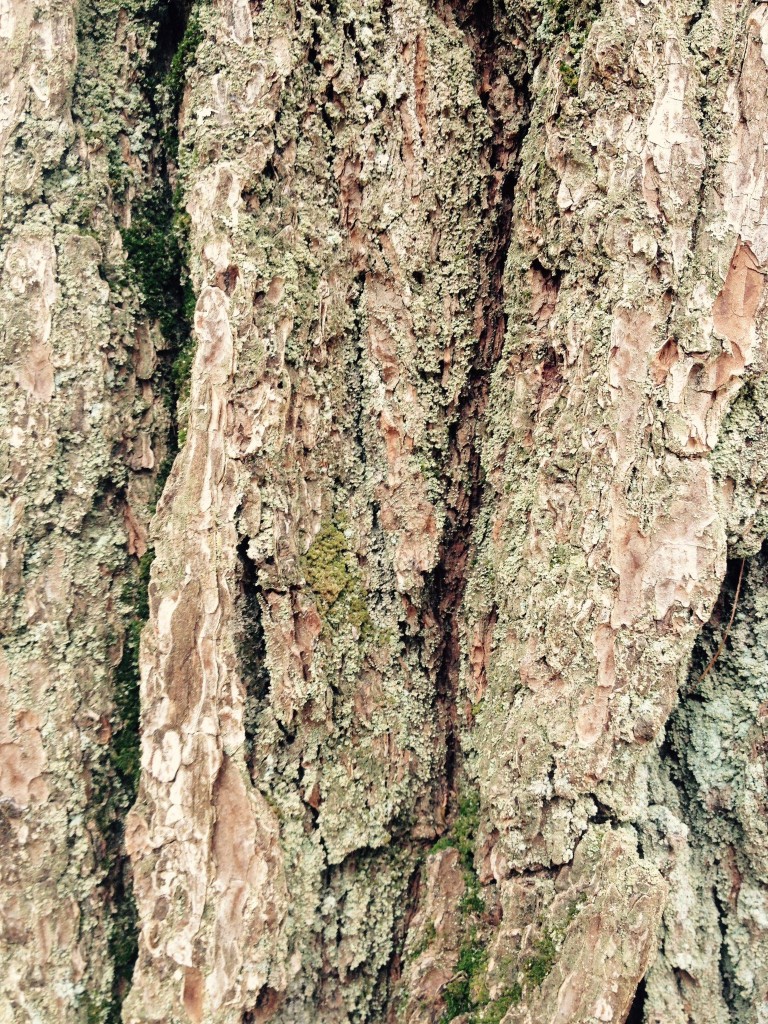 Hands-on bark of favored pine