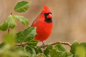We have a holly, and we have a cardinal, but these are not they. Photo: Bigstock