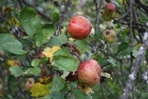 Wild apples Photo: Bigstock