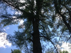 Looking up into July's pines