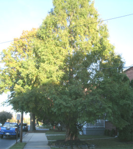 The Fern-tree down the street