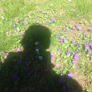Shady with white violets